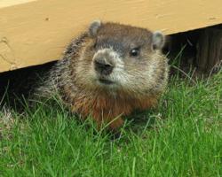 Groundhog Day 2013